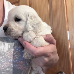 Mia - Light golden female Golden Retriever puppy in Wyoming from Great Basin BMD