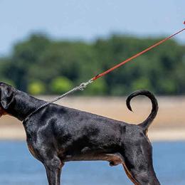 Fanatic - Doberman Pinscher
