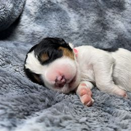 Dorcas - Black white and tan female English Springer Spaniel puppy in Battle Creek, Michigan from Eden Springer Spaniels