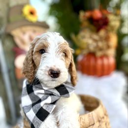 Buddy - Parti male Goldendoodle puppy in Palm Beach, Florida from Cuddly Doodles