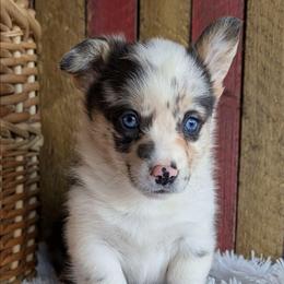 JonJon - Blue merle and white male American Corgi puppy in Shawnee, Oklahoma from Sunray Ranch