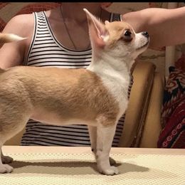 Sinnamon - Chihuahua