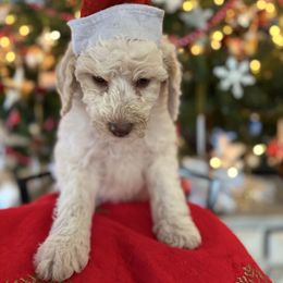 Kern - Cream male Labradoodle puppy in Somerset, California from Annie’s Animals
