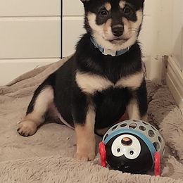 Pug and Shiba Inu Puppies from khshibas-khpugs