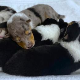 Girl 3 - female Collie puppy in Venice, Florida from SUNCREST COLLIES