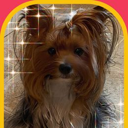 Gianna - Yorkshire Terrier