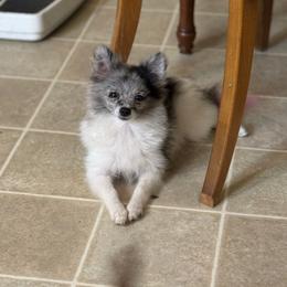 Sage - Pomeranian