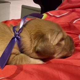 Purple - Golden female Golden Retriever puppy in Taylor Ridge, Illinois from Salata Goldens