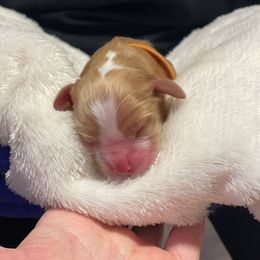 Cocker Spaniel Puppies from Jennifer Dees