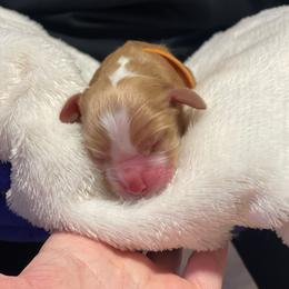 Cocker Spaniel Puppies from Jennifer Dees