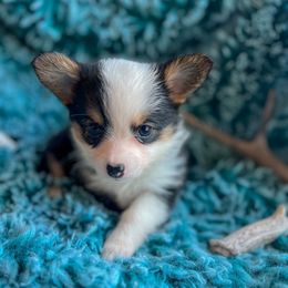 Ahsoka - Black and white female Companion Cross puppy in Helmville, Montana from CKO Country Road Aussies
