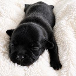 Stars - Black female Shih Tzu puppy in Winston Salem, North Carolina from Jay&Ray Shih Tzu’s