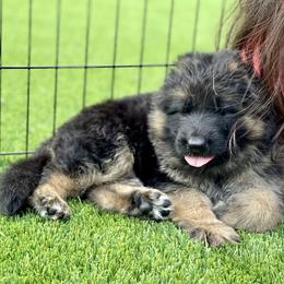 German Shepherd Puppies from Broward Shepherds