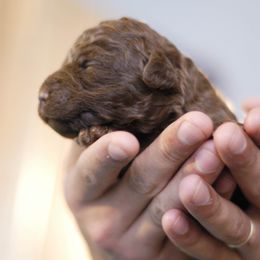Lagotto Romagnolo Puppies from Morena