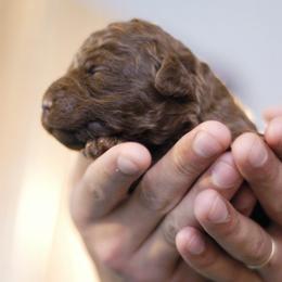 Lagotto Romagnolo Puppies from Morena