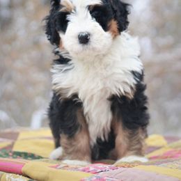Bernedoodle Puppies from Richardville Hunde