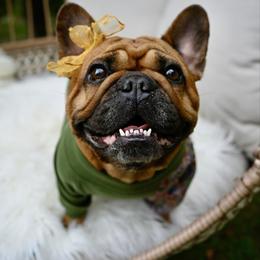 Phoebe - French Bulldog