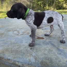 Puppy 5 - Liver and white German Shorthaired Pointer puppy in Pollok, Texas from Rockin’ Lazy 8