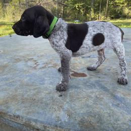 Puppy 5 - Liver and white German Shorthaired Pointer puppy in Pollok, Texas from Rockin’ Lazy 8