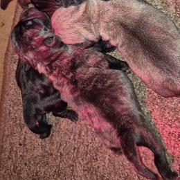Brindle female - Brindle female Pug puppy in Fitzwilliam, New Hampshire from Kayla's Pugs
