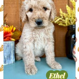 Ethel - Cream female Goldendoodle puppy in Caddo Mills, Texas from Fire Wife Doodles