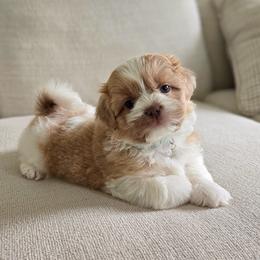 Sunny - Liver and white male Shih Tzu puppy in Republic, Missouri from Kolo House Shihtzus