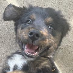 Bernedoodles, Bernese Mountain Dogs, Double Doodles, and Golden Mountain Dogs from OlliePups, LLC