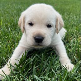 Labrador Retrievers from Wagner Labradors