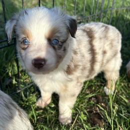 Kisses - Red merle female Toy Australian Shepherd puppy in Greensboro, North Carolina from Mike & Josh Mini & Toy Aussies
