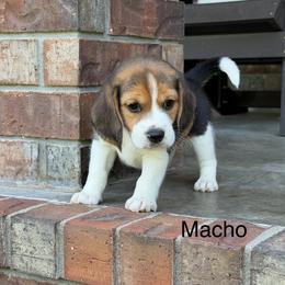 Macho - Black tan and white male Beagle puppy in Mansfield, Missouri from Rippee Creek Kennel