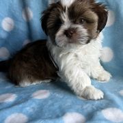 Hank - Brindle and white male Shorkie puppy in Springtown, Texas from DATAMS PRECIOUS PETS