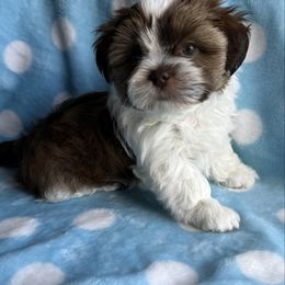 Hank - Brindle and white male Shorkie puppy in Springtown, Texas from DATAMS PRECIOUS PETS