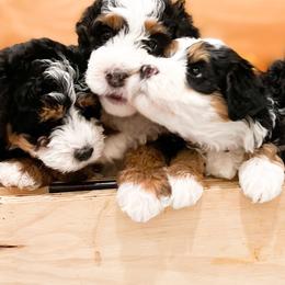 Bernedoodle, Goldendoodle, and Poodle Puppies from Teddy Doodles & Standard Poodles