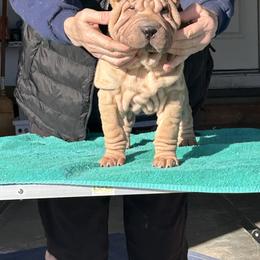 Jimmy - Fawn male Chinese Shar-Pei puppy in Basehor, Kansas from Good Fortune Shar Pei