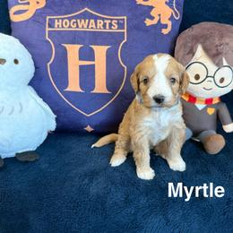 Myrtle - Red  female Goldendoodle puppy in Conroe, Texas from Tails of Cypress