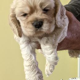 Boy 1 - Buff male Cocker Spaniel puppy in Ferron, Utah from Jacobsen's Cockers