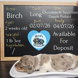 Birch - Dapple male Dachshund puppy in Hoquiam, Washington from Heyd's Mini Dachshunds