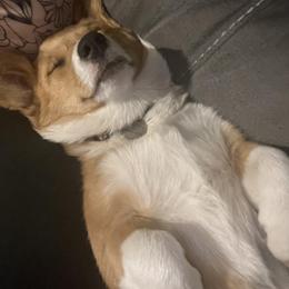 Pembroke Welsh Corgi Puppies from Top-Notch Paws