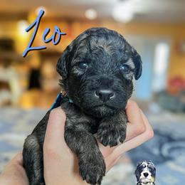 Leo - Wheaten male Whoodle puppy in Knoxville, Tennessee from Fleury Farm Doodles TN