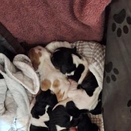 Freya - Black brown and white female Basset Hound puppy in Mack's Creek, Missouri from Mack's Creek Basset Hounds