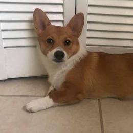 Cardigan Welsh Corgis and Pembroke Welsh Corgis from Spots and Sploots