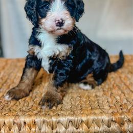 Linden - Tri-color male Bernedoodle puppy in Jackson, Missouri from Pincksten Family Doodles