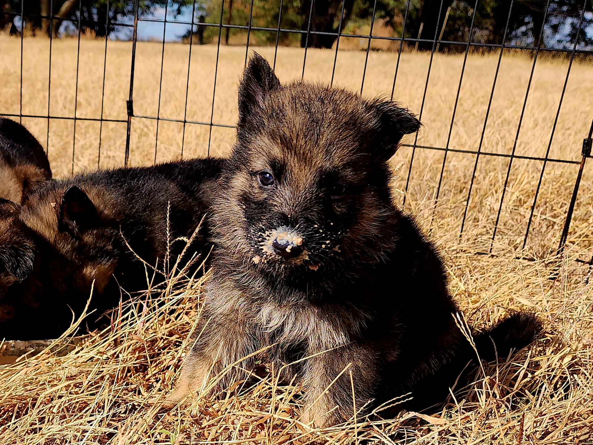 German Shepherd and Pembroke Welsh Corgi Puppies from Tiny Titans K9
