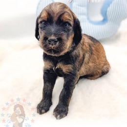 Indie - Phantom female Goldendoodle puppy in California City, California from Summer Sun Doodles