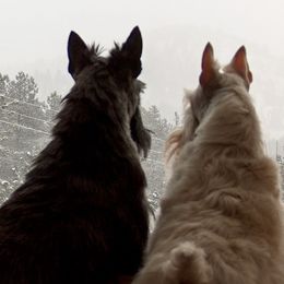 Scottish Terriers from Gallica Scottish Terriers