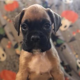 Boxers and Pugs from South Ridge Boxers n Pugs