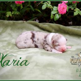 Xaria - Red merle female Miniature Australian Shepherd puppy in Madisonville, Texas from Flying LL Aussies