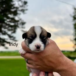 Female 2 - Red female Pembroke Welsh Corgi puppy in Waverly, Iowa from Kindred Corgis