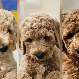 Double Doodles and Goldendoodles from Cute & Curly Doodles