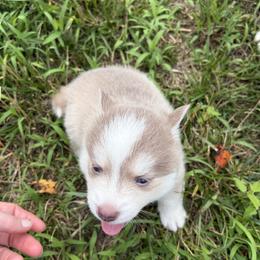 Pomsky puppies from Fluff and Feathers